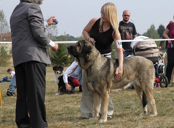 Bincie Bella Sabebe - Club dog show KMDPP, Rychety, Czech Republic - 04.10.2015
Keywords: 2015