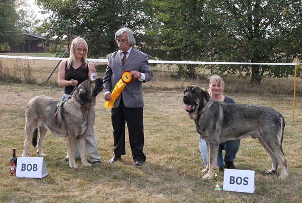 Bincie Bella Sabebe & Bribon I de Filandón - Club dog show KMDPP, Rychety, Czech Republic - 04.10.2015
Keywords: 2015