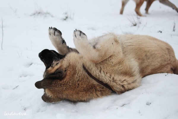 Blanca Mastifalco
Keywords: snow nieve ludareva