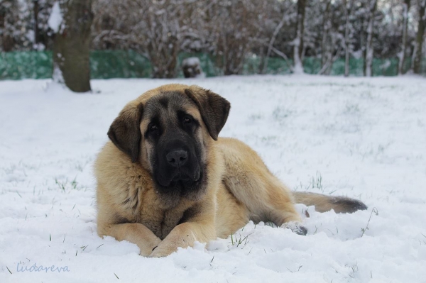 Blanca Mastifalco 7 months
Carbonero de Monte Almedia x Nikita Lu Dareva
Keywords: snow nieve ludareva