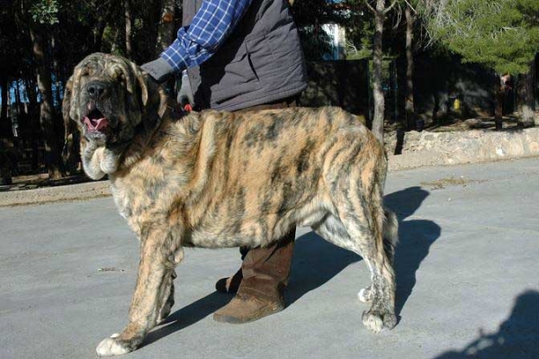 Bobal del Agostadero - father of puppies born 14.01.2011
Kennel: "EL AGOSTADERO"
Breeder: Francisco Benito
phone: 0034 656 49 55 11
Web: www.elagostadero.es
email: el_agostadero@yahoo.es

Sire: Bobal del Agostadero
Dam: Fontana del Agostadero
Males: 3
Females: 5
Date Born: 14.01.2011


Keywords: agostadero