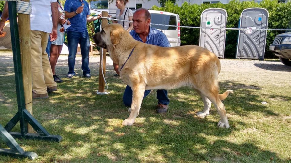 Boni de Basillon a sus 9 meses
Keywords: basillon