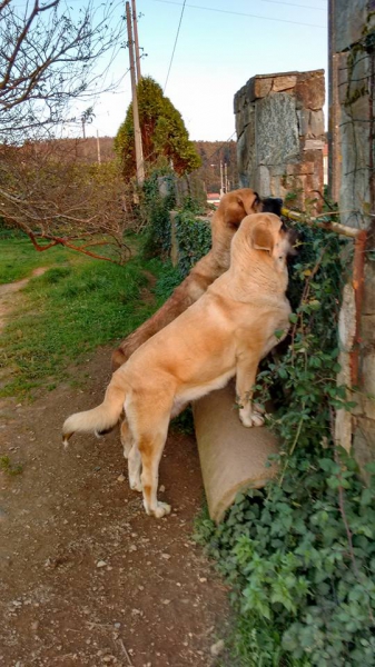 Boni y Ciro
Keywords: basillon