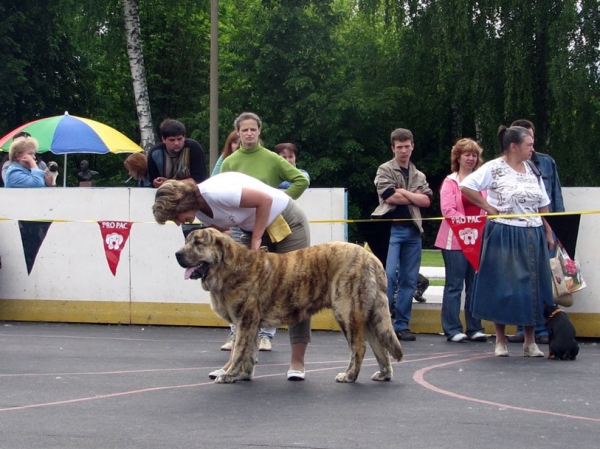 Bono s Madridskogo Dvora:­ exc 1, CAJC, Best male junior - Junior Class Males, The Cup of Pro Pac 2009, Noginsk, 07.06.09 
Keywords: 2009