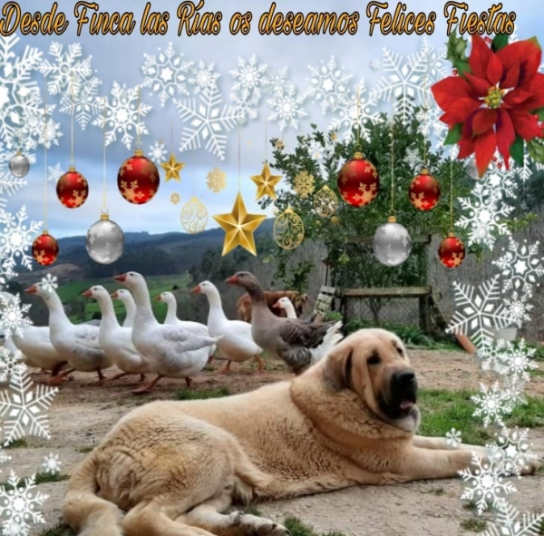 Merry Christmas 2020 from finca Las Rias 
