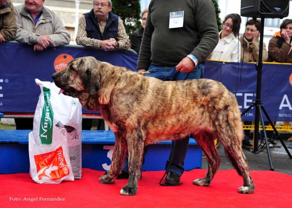 Boss de la Calella de Otur: EXC 3 - Young Class Males, Villa de Luarca 27.11.2011
Keywords: 2011