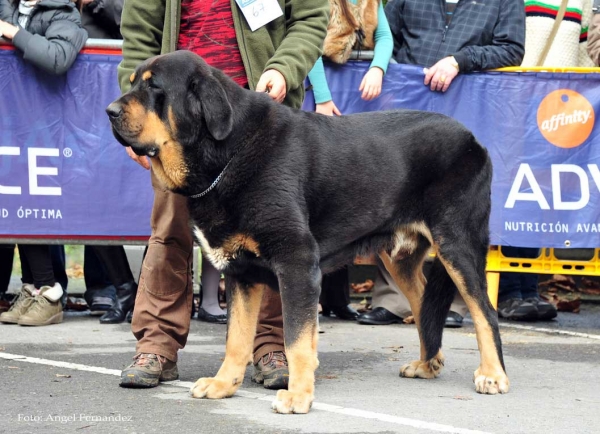 Bostom de Tierra de Orbigo: EXC - Open Class Males, Villa de Luarca 27.11.2011
Keywords: 2011