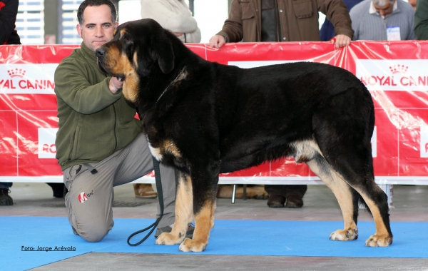 Multi CH Bostom de Tierra de Órbigo. 
Campeón del Mundo 2013 Campeón Internacional 2014.
Keywords: tierraorbigo