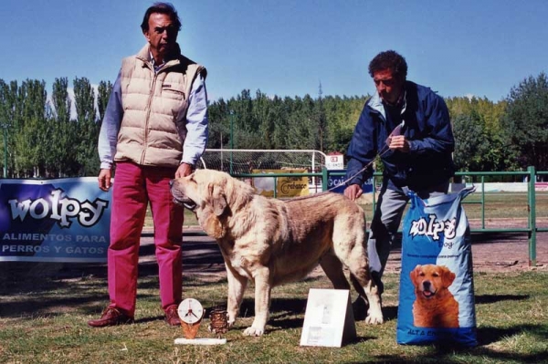 Braña de Galisancho - AEPME Show, Valencia de Don Juan (León) Spain - 17.09.2005
(Ch. Ulises de Ablanera x Musa de Galisancho)
Born: 11.01.2003 
Breeder & owner: Pedro García Martín
 

Keywords: 2005 galisancho