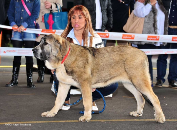 Brenda de Amdece de Nava: MB 5ª - Cachorros Hembras, Aviles 30.03.2013, Aviles 30.03.2013
Keywords: 2013 amdece