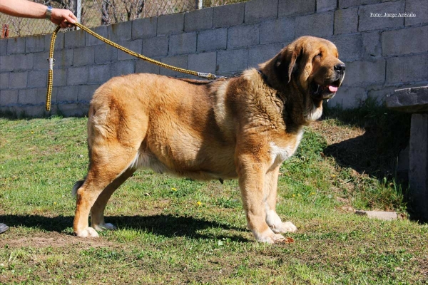 Brenda de Filandón
CH Duque de Reciecho X CH Brisa de Filandón 
Born: 04.06.2009 

Photo added by Jorge Arevalo
Keywords: filandon