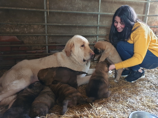 Cachorros Brianda de Abelgas x Orgaz de Das Uces
