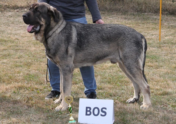 Bribon I de Filandon - Club dog show KMDPP, Rychety, Czech Republic - 04.10.2015
Keywords: 2015