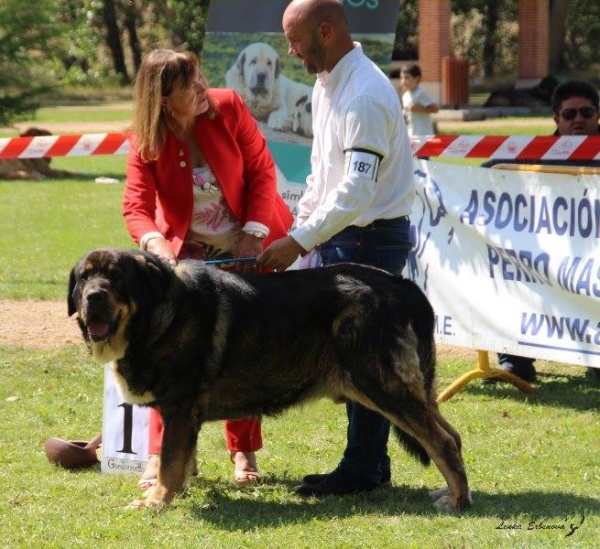 Campeon macho: Brio de Filandón - XXXVIII Monográfica Nacional AEPME - Gordoncillo, Leon 08.09.2018
Keywords: 2018 filandon