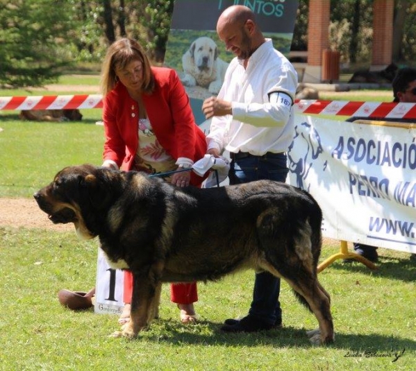 Campeon macho: Brio de Filandón
Keywords: 2018 filandon