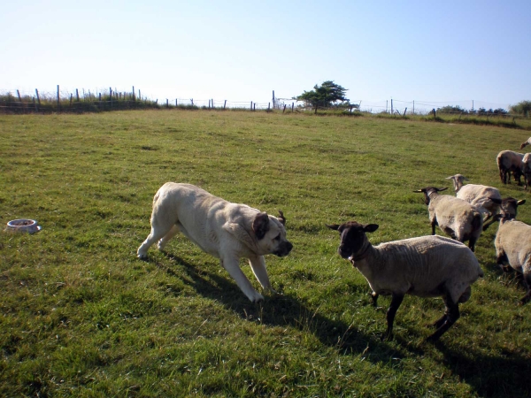 Brisa de Galisancho
Keywords: flock ganadero riberadelpas