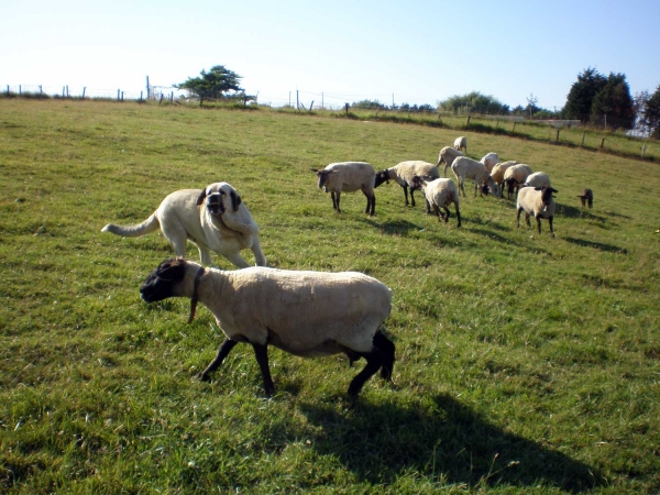 Brisa de Galisancho
Keywords: flock ganadero riberadelpas