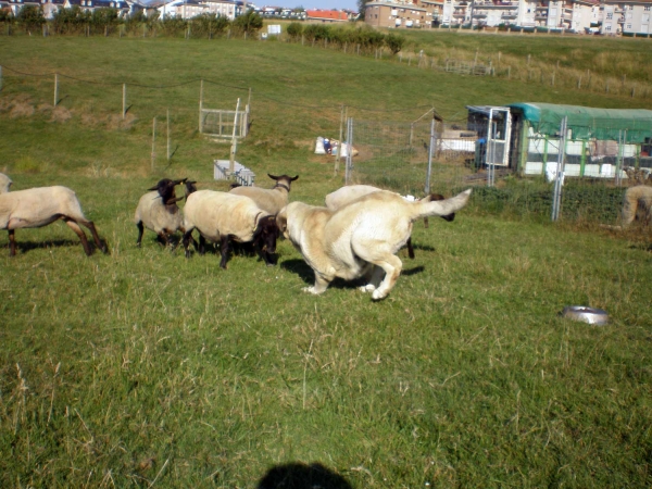 Brisa de Galisancho
Keywords: flock ganadero riberadelpas
