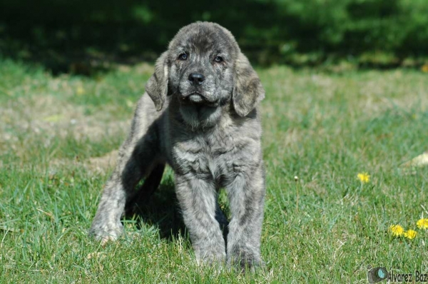 Brozas de los Zumbos - born 01.02.2008
Cantero de los Zumbos x Tigrina de los Zumbos  
01.02.2008   

Keywords: puppyspain zumbos