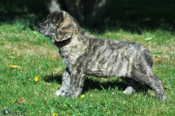 Brozas de los Zumbos - born 01.02.2008
Cantero de los Zumbos x Tigrina de los Zumbos  
01.02.2008   

Keywords: puppyspain zumbos