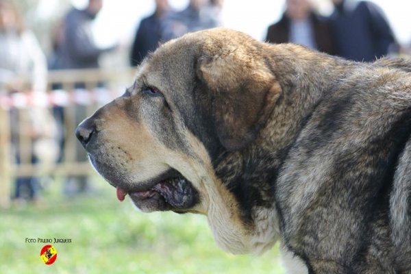 Bruma de Filandón: 3ª Open Class Females - Mansilla de las Mulas 09.11.2014


Keywords: 2014 head portrait cabeza