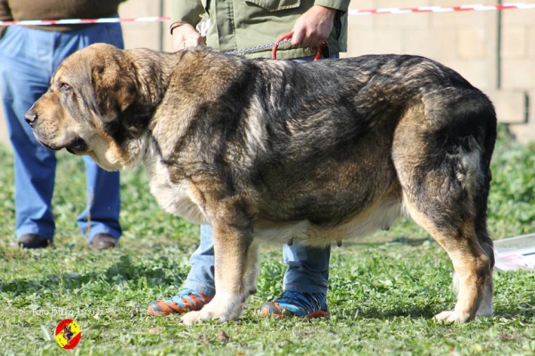 Bruma de Filandón: 3ª Open Class Females - Mansilla de las Mulas 09.11.2014
Keywords: 2014