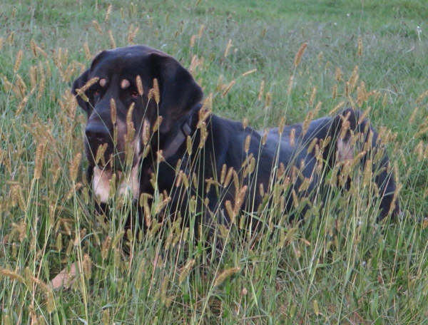 Bruno (Hosco de Tierra de Órbigo)
Kľúčové slová: jordan