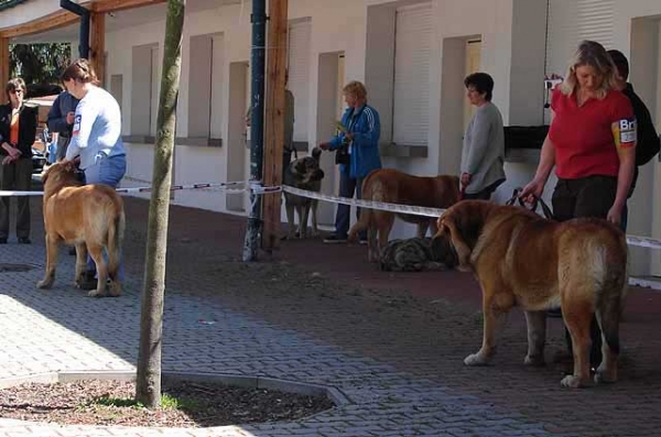 Denis Tornado Erben, Exc 1, CAC, CACIB & Domenico Beark Cerny Levhart, Exc 2, Res.CAC, Res.CACIB -  Champion Class Males, Ceske Budejovice 22.04.2007
Keywords: 2007