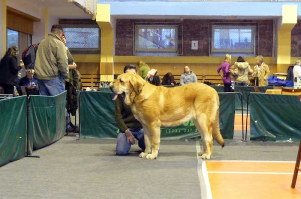 Amie Con Fundo: Exc. 1, Young Winner, Best Junior, BOB (Best of breed) - Young Class Females, National Show, Nowa Ruda, Poland 07.12.2008 
(Basil Mastifland x Historia Tornado Erben)
Keywords: 2008 confundo