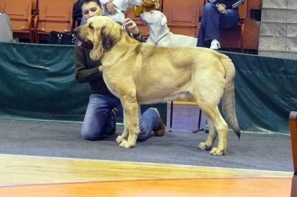 Ramonet: Exc. 1, CWC, Best adult male - Champion Class Males, Nowa Ruda, Poland 07.12.2008
(Ron de Babia x Trufa de Trashumancia)
Keywords: 2008