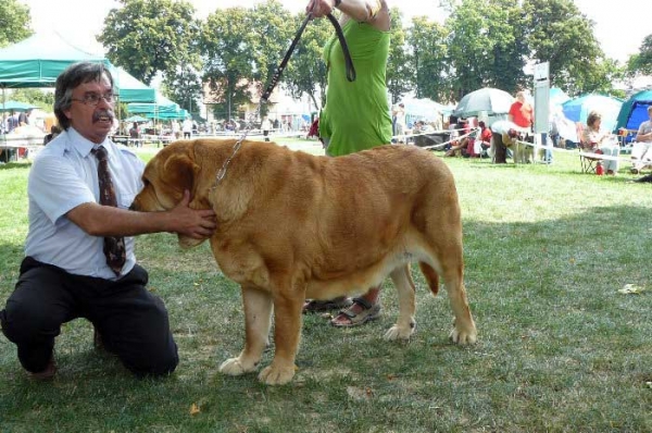 Historia Tornado Erben: EXC 1, CWC, Best Female, BOB (Champion Class) National Dog Show, Legnickie Pole, Poland - 03.08.2008
(Druso de la Aljabara x Cassandra Tornado Erben)
Keywords: 2008 confundo