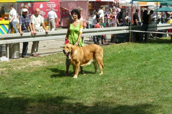 Historia Tornado Erben: EXC 1, CWC, Best Female, BOB (Champion Class) National Dog Show, Legnickie Pole, Poland - 03.08.2008
(Druso de la Aljabara x Cassandra Tornado Erben)
Keywords: 2008 confundo