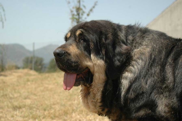 Ch. Concha de Babia: 1. Open Class Females & BIS - Villablino, León, 05.08.2007
Photo: Francisco Baz 
Keywords: 2007 babia