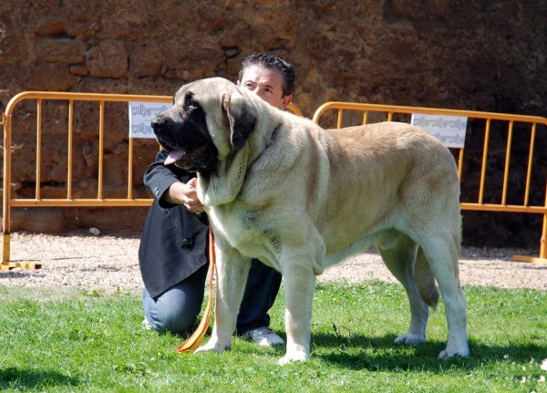 CH. Sansón (Bao La Madera) 
(Ordoño x Princes de Vega de Albares) 
Born: 28.03.2004
Breeder: Angel Sainz de la Maza
Owner: César Estébanez Alonso

Keywords: baolamadera