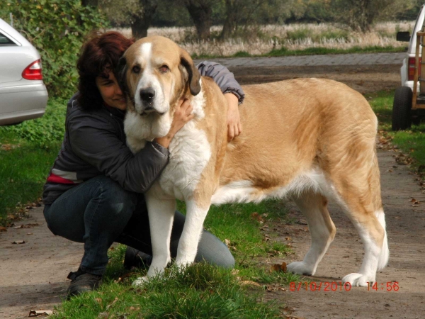 Emmilie ( Dulce del Grande Creta Lago)  31.10.2002 - 06.05.2013
Keywords: memoria