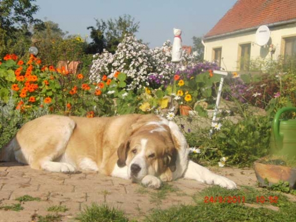 Emmilie ( Dulce del Grande Creta Lago)  31.10.2002 - 06.05.2013
Keywords: memoria