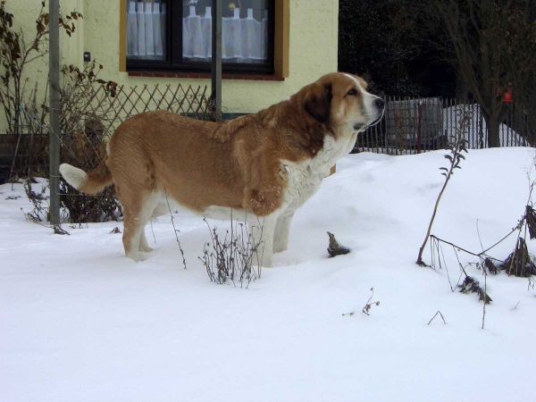 Emmilie ( Dulce del Grande Creta Lago)  31.10.2002 - 06.05.2013
Keywords: snow nieve