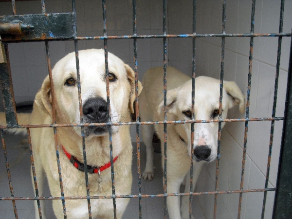 Adoption - Mastines Jerez
Mastines esperando sacrificio en Jerez, por favor hagamos algo para salvarlos...

"Hola tod@s, necesito de vuestra ayuda para difusión. 
Estos mastines y algunos que no lo son, como el perro de agua, están a punto de ser sacrificados. 
Alguno de los mastines han sido abandonados por sus dueños, como son los mastines blancos y el matrimonio, que han sido abandonados y separados, se echan mucho de menos. 
Algunos tienen microchip, estos son los que serán sacrificados más tarde, pero los que no tienen microchip, como el es la blanca y negra, será sacrificada esta semana si nadie lo remedia. 

Por favor os pido difusión rápida, el número de teléfono al que podéis llamar es este: 696 078 706 y podeis preguntar por Alicia.

Gracias a tod@s y a ver si hay suerte para ellos".
