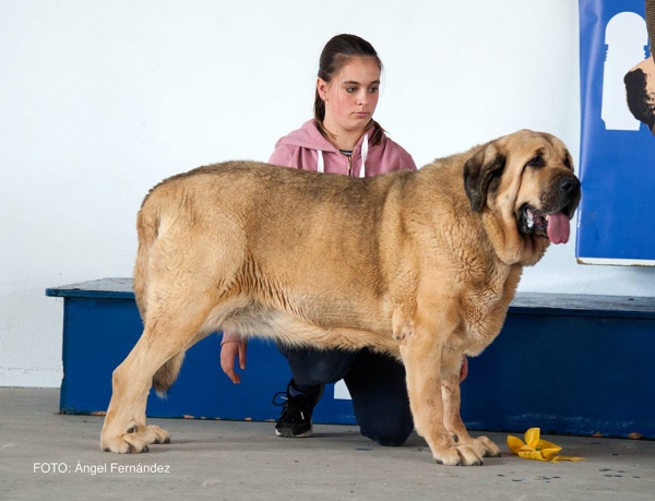 Clace Abierta - Open Class - Luarca, Asturias, Spain 21.11.2015
Keywords: 2015