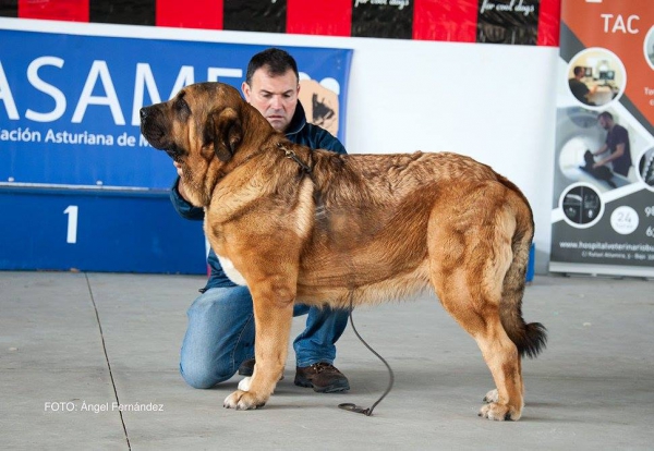 Clace Abierta Hembras - Open Class Females - Luarca, Asturias, Spain 21.11.2015
Keywords: 2015