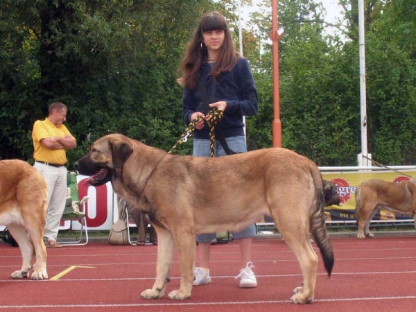 COCO Herbu Wielka Lapa: Exc. 1, Best Junior in Breed, BOB - International show Bialystok 26.08.2007
(Unique du Domaine du Runneval X Bancia Dobra Rasa) 
Born 26.08.2006 
Breeder: Andrzej Lapinski 
Owner Anu Reimann 
Keywords: 2007 herbu