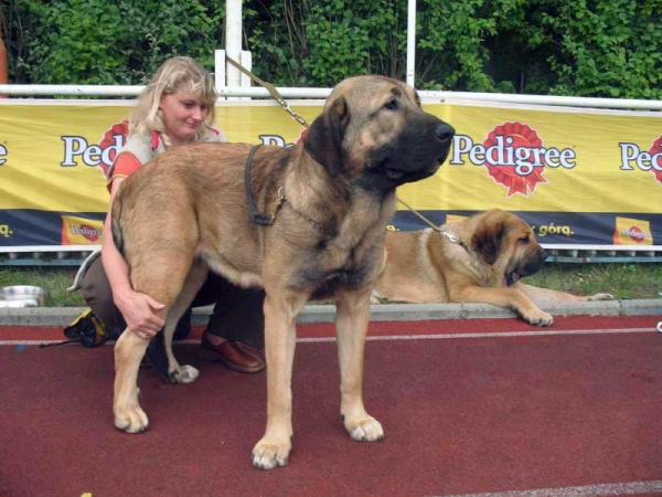 Coco Herbu Wielka Lapa: Exc. 1, Best Junior in Breed, BOB - International show Bialystok 26.08.2007
(Unique du Domaine du Runneval X Bancia Dobra Rasa) 
Born 26.08.2006 
Breeder: Andrzej Lapinski 
Owner Anu Reimann 
Keywords: 2007 herbu