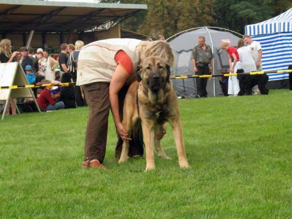 Coco Herbu Wielka Lapa: Exc. 1, Best Junior in Breed, BOB - International show Bialystok 26.08.2007
(Unique du Domaine du Runneval X Bancia Dobra Rasa) 
Born 26.08.2006 
Breeder: Andrzej Lapinski 
Owner Anu Reimann 
Keywords: 2007 herbu