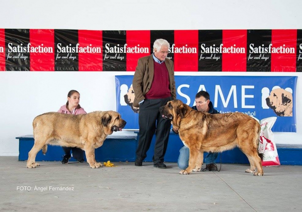 Clace Abierta Hembras - Open Class Females - Luarca, Asturias, Spain 21.11.2015
Keywords: 2015