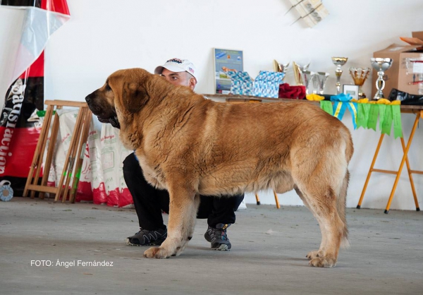 Clace Abierta Machos - Open Class Males - Luarca, Asturias, Spain 21.11.2015
Keywords: 2015