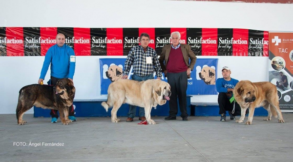 Clace Abierta Machos - Open Class Males - Luarca, Asturias, Spain 21.11.2015
Keywords: 2015