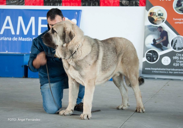 Clace Abierta Machos - Open Class Males - Luarca, Asturias, Spain 21.11.2015
Keywords: 2015