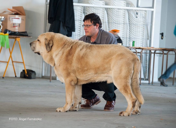 Clace Abierta Machos - Open Class Males - Luarca, Asturias, Spain 21.11.2015
Keywords: 2015