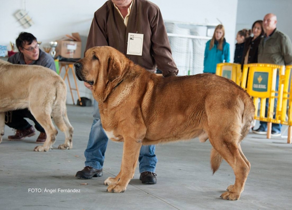 Clace Abierta Machos - Open Class Males - Luarca, Asturias, Spain 21.11.2015
Keywords: 2015