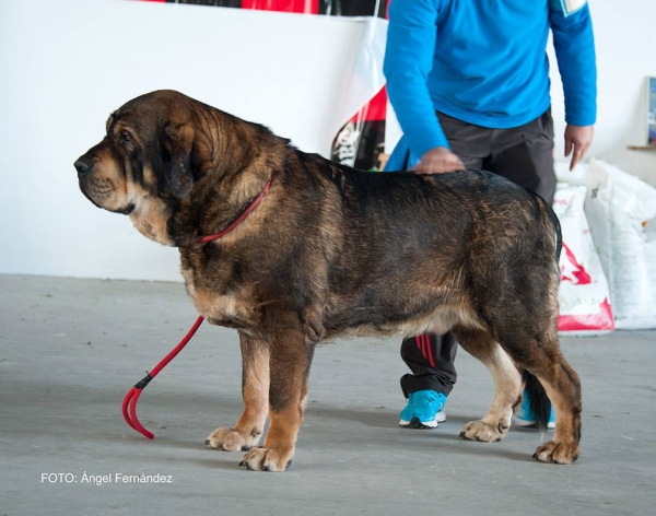 Clace Abierta Machos - Open Class Males - Luarca, Asturias, Spain 21.11.2015
Keywords: 2015